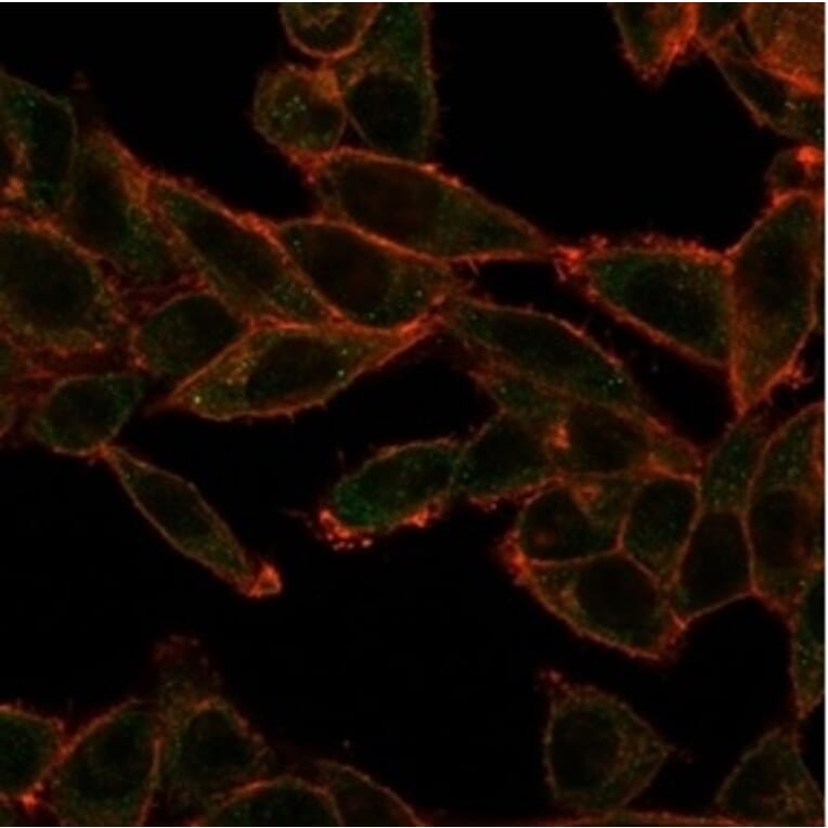 Immunofluorescence - Anti-SOX4 Antibody [PCRP-SOX4-1D6] (A277796) - Antibodies.com