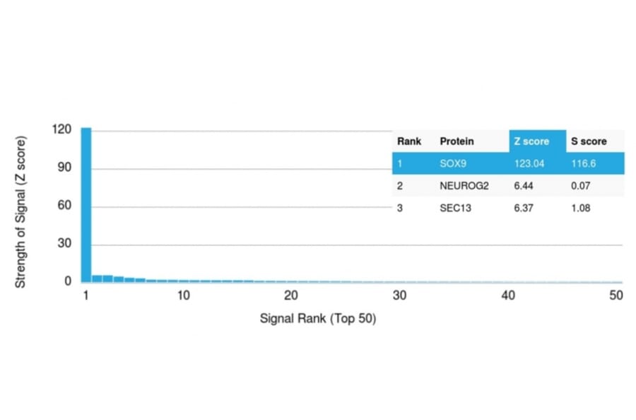 Protein Array - Anti-SOX9 Antibody [PCRP-SOX9-1E5] (A277797) - Antibodies.com
