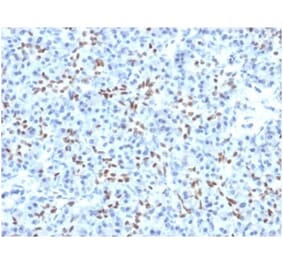 Immunohistochemistry - Anti-SOX9 Antibody [PCRP-SOX9-1A2] (A277798) - Antibodies.com
