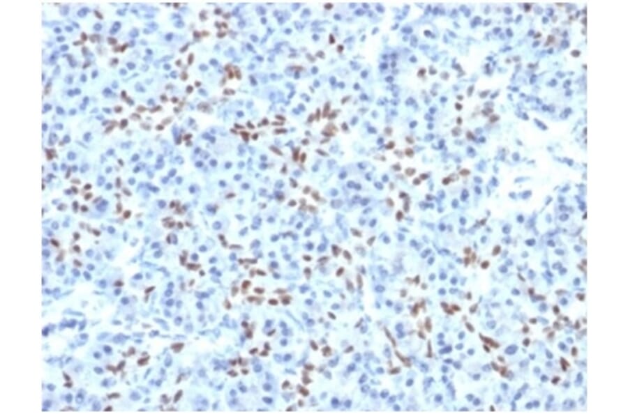 Immunohistochemistry - Anti-SOX9 Antibody [PCRP-SOX9-1A2] (A277798) - Antibodies.com