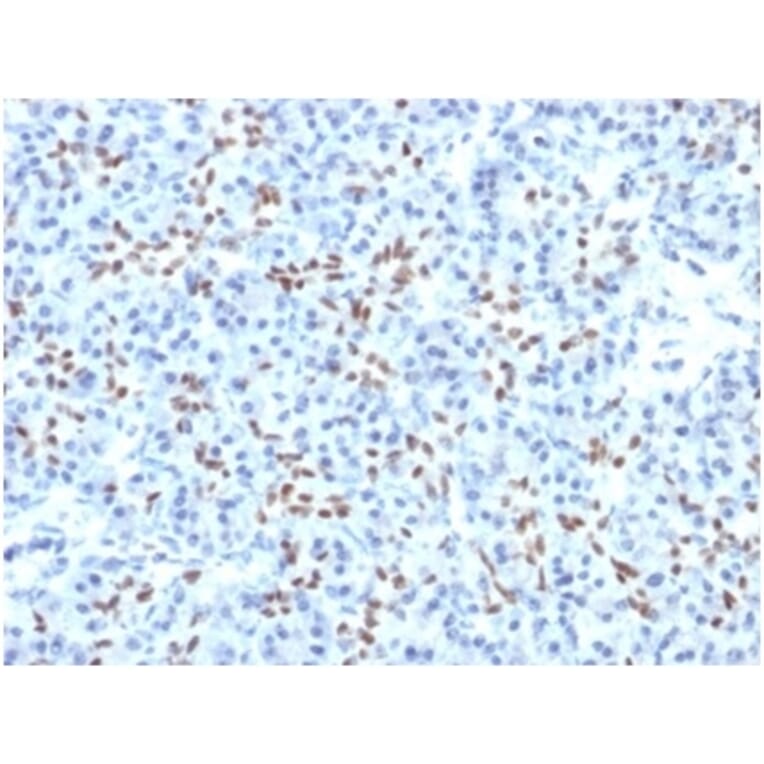 Immunohistochemistry - Anti-SOX9 Antibody [PCRP-SOX9-1A2] (A277798) - Antibodies.com