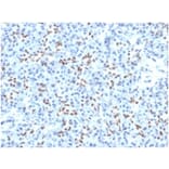 Immunohistochemistry - Anti-SOX9 Antibody [PCRP-SOX9-1A2] (A277798) - Antibodies.com