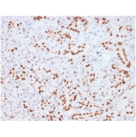 Immunohistochemistry - Anti-SOX9 Antibody [SOX9/2104] (A277799) - Antibodies.com
