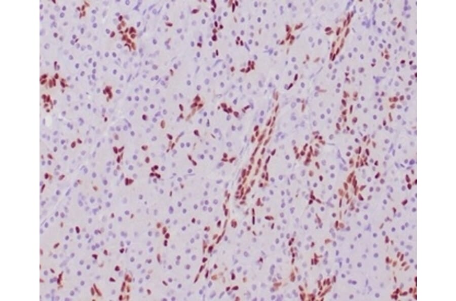 Immunohistochemistry - Anti-SOX9 Antibody [SOX9/2387] (A277800) - Antibodies.com