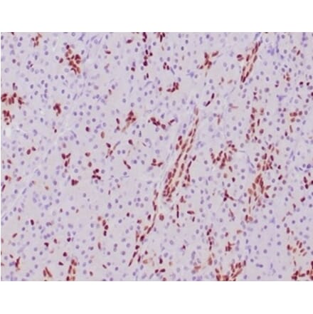 Immunohistochemistry - Anti-SOX9 Antibody [SOX9/2387] (A277800) - Antibodies.com