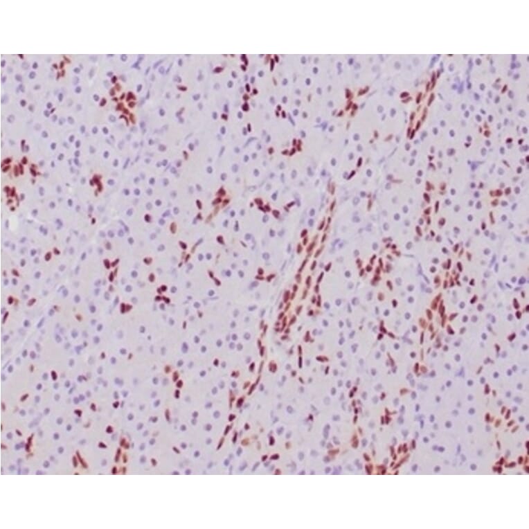 Immunohistochemistry - Anti-SOX9 Antibody [SOX9/2387] (A277800) - Antibodies.com