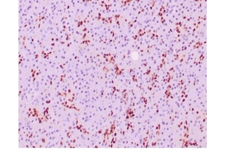 Immunohistochemistry - Anti-SOX9 Antibody [SOX9/2387] (A277800) - Antibodies.com