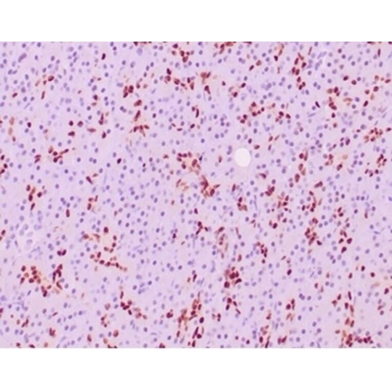 Immunohistochemistry - Anti-SOX9 Antibody [SOX9/2387] (A277800) - Antibodies.com