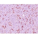 Immunohistochemistry - Anti-SOX9 Antibody [SOX9/2387] (A277800) - Antibodies.com