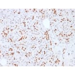 Immunohistochemistry - Anti-SOX9 Antibody [SOX9/2387] (A277800) - Antibodies.com