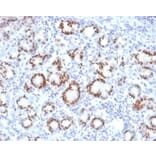 Immunohistochemistry - Anti-SOX9 Antibody [SOX9/2387] (A277800) - Antibodies.com