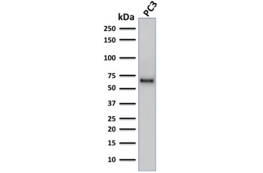 Western Blot - Anti-SOX9 Antibody [SOX9/2387] (A277800) - Antibodies.com