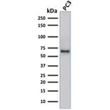 Western Blot - Anti-SOX9 Antibody [SOX9/2387] (A277800) - Antibodies.com