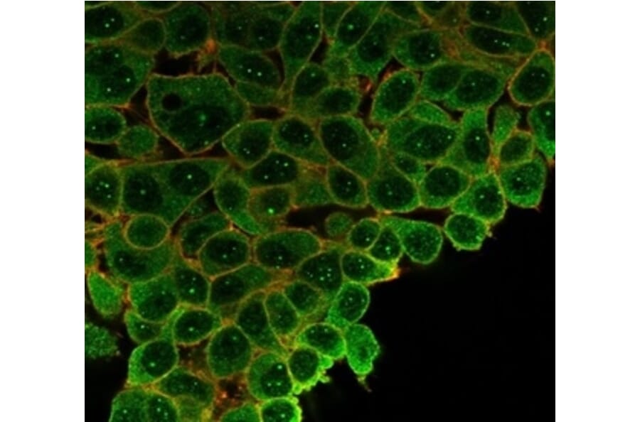 Immunofluorescence - Anti-SP100 Antibody [PCRP-SP100-1B9] (A277802) - Antibodies.com