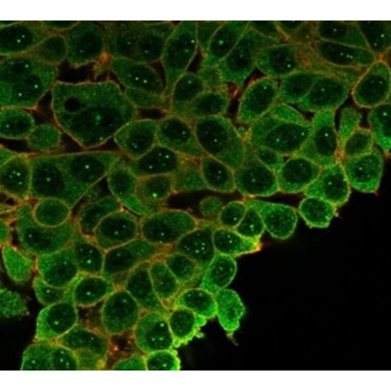 Immunofluorescence - Anti-SP100 Antibody [PCRP-SP100-1B9] (A277802) - Antibodies.com