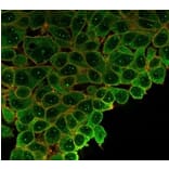 Immunofluorescence - Anti-SP100 Antibody [PCRP-SP100-1B9] (A277802) - Antibodies.com
