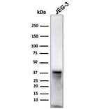 Western Blot - Anti-SPARC Antibody [OSTN/3932] (A277803) - Antibodies.com