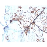 Immunohistochemistry - Anti-SPARC Antibody [OSTN/3933] (A277804) - Antibodies.com