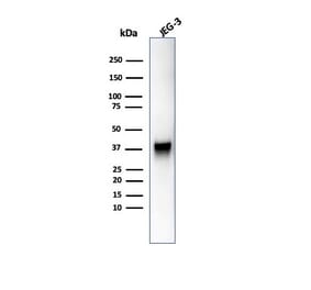 Western Blot - Anti-SPARC Antibody [OSTN/3755] (A277806) - Antibodies.com