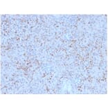 Immunohistochemistry - Anti-SPARC Antibody [OSTN/3758] (A277807) - Antibodies.com