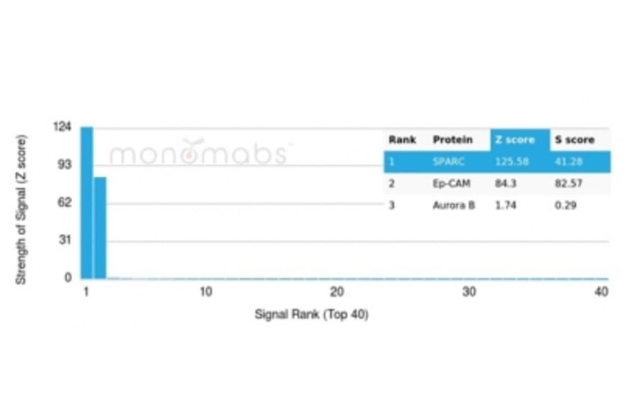 Protein Array - Anti-SPARC Antibody [OSTN/3759] (A277808) - Antibodies.com