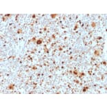 Immunohistochemistry - Anti-PU.1 Antibody [PU1/2118] (A277809) - Antibodies.com