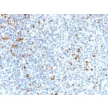 Immunohistochemistry - Anti-PU.1 Antibody [PU1/2118] (A277809) - Antibodies.com