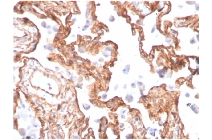 Immunohistochemistry - Anti-alpha II Spectrin Antibody [SPTAN1/3505] (A277810) - Antibodies.com