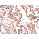 Immunohistochemistry - Anti-alpha II Spectrin Antibody [SPTAN1/3505] (A277810) - Antibodies.com