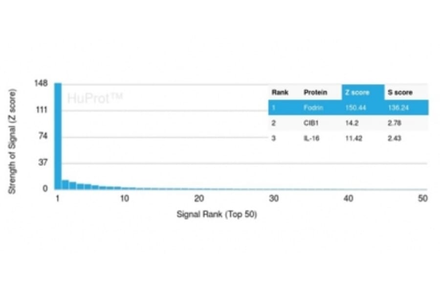 Protein Array - Anti-alpha II Spectrin Antibody [SPTAN1/3505] (A277810) - Antibodies.com