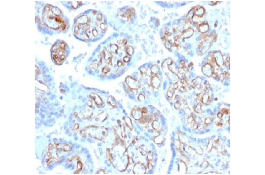 Immunohistochemistry - Anti-alpha II Spectrin Antibody [SPTAN1/3506] (A277811) - Antibodies.com