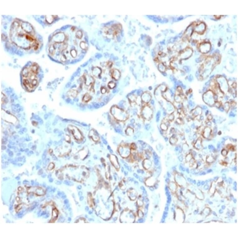 Immunohistochemistry - Anti-alpha II Spectrin Antibody [SPTAN1/3506] (A277811) - Antibodies.com