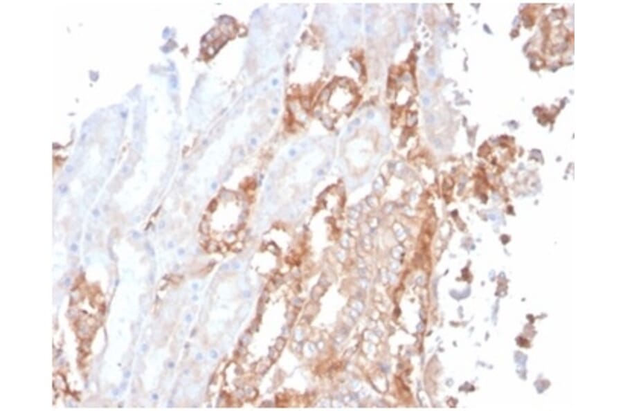 Immunohistochemistry - Anti-alpha II Spectrin Antibody [SPTAN1/3506] (A277811) - Antibodies.com