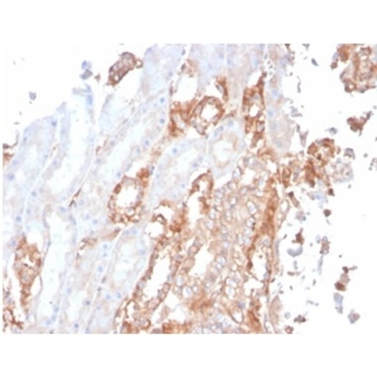 Immunohistochemistry - Anti-alpha II Spectrin Antibody [SPTAN1/3506] (A277811) - Antibodies.com