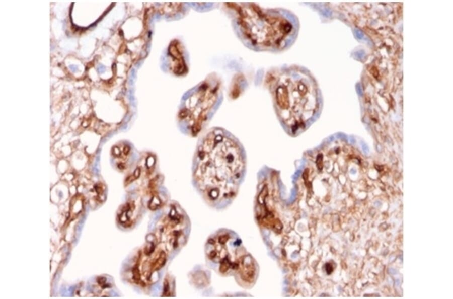Immunohistochemistry - Anti-alpha II Spectrin Antibody [SPTAN1/3507] (A277812) - Antibodies.com