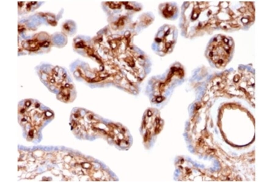Immunohistochemistry - Anti-alpha II Spectrin Antibody [SPTAN1/3507] (A277812) - Antibodies.com