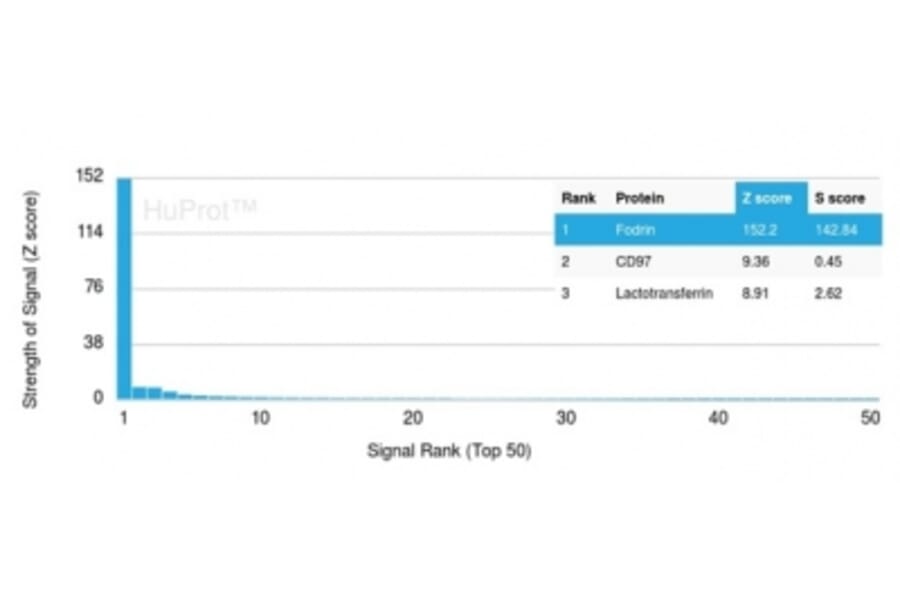 Protein Array - Anti-alpha II Spectrin Antibody [SPTAN1/3507] (A277812) - Antibodies.com