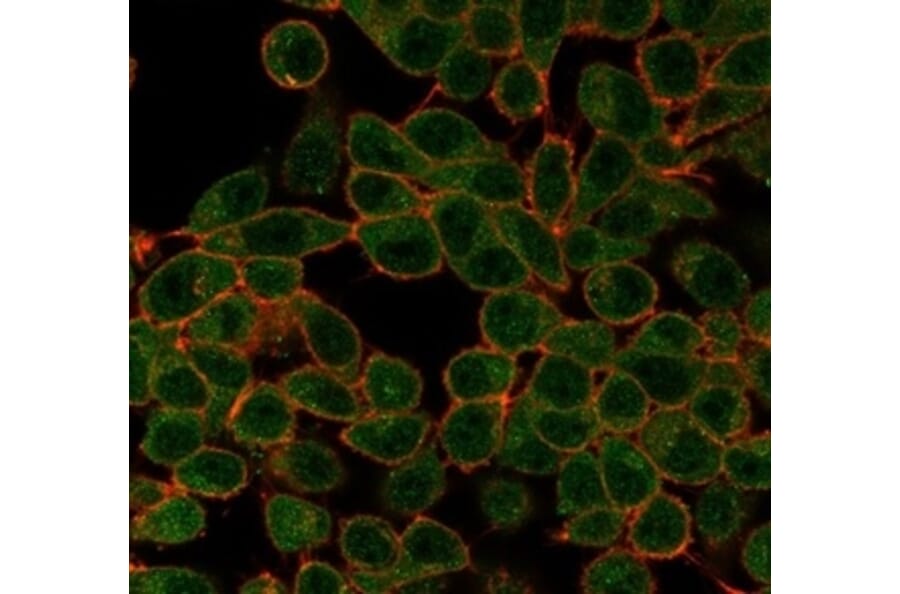 Immunofluorescence - Anti-Serum Response Factor Antibody [PCRP-SRF-1F1] (A277814) - Antibodies.com