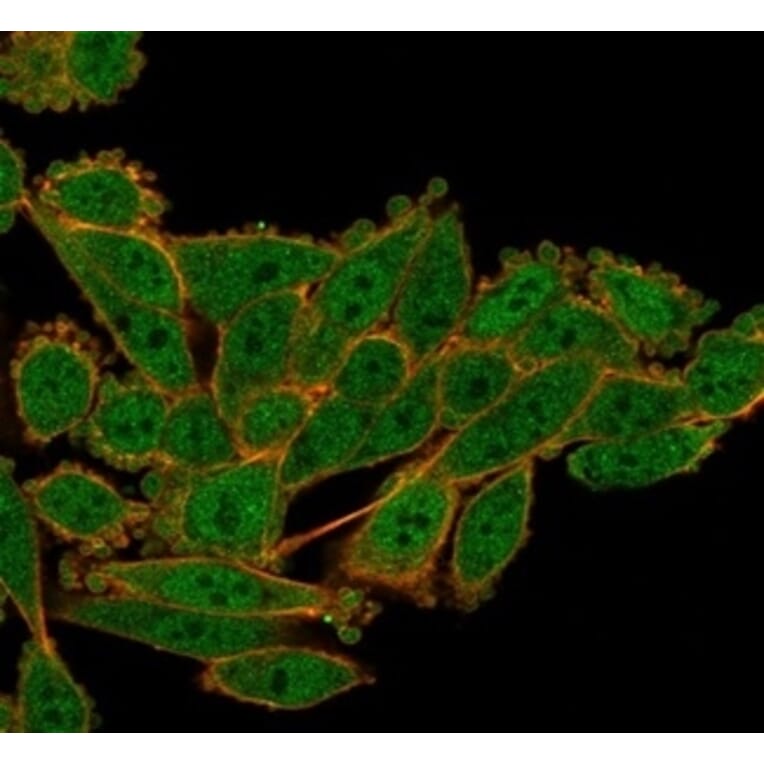 Immunofluorescence - Anti-Serum Response Factor Antibody [PCRP-SRF-1F7] (A277815) - Antibodies.com
