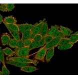 Immunofluorescence - Anti-Serum Response Factor Antibody [PCRP-SRF-1F7] (A277815) - Antibodies.com