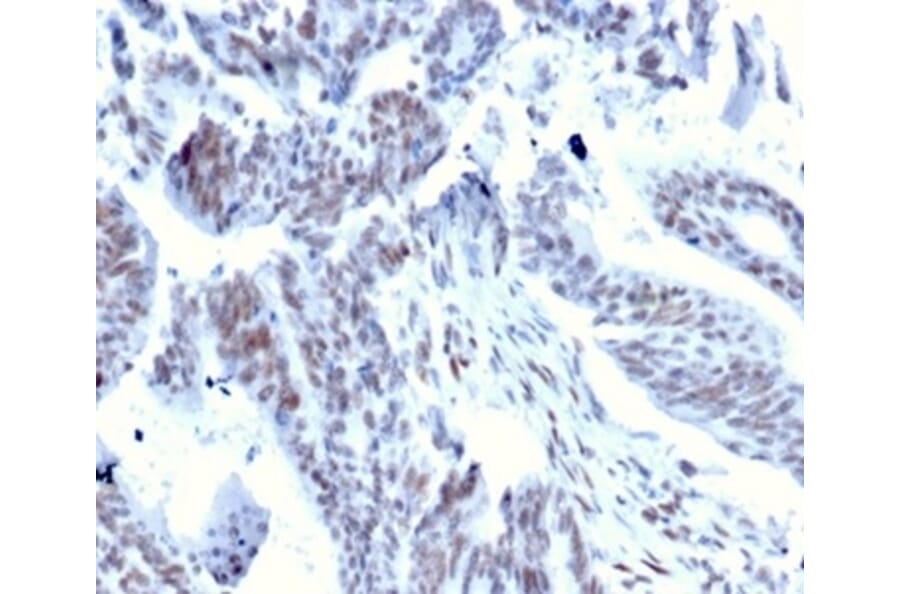 Immunohistochemistry - Anti-Serum Response Factor Antibody [PCRP-SRF-1F7] (A277815) - Antibodies.com