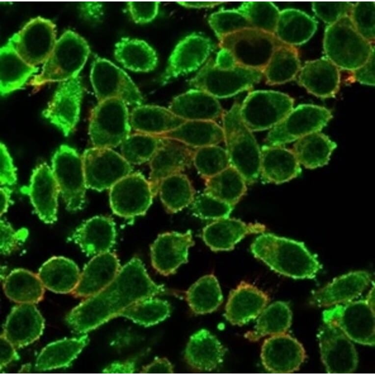 Immunofluorescence - Anti-MED22 Antibody [PCRP-MED22-1E4] (A277816) - Antibodies.com