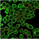 Immunofluorescence - Anti-MED22 Antibody [PCRP-MED22-1E4] (A277816) - Antibodies.com