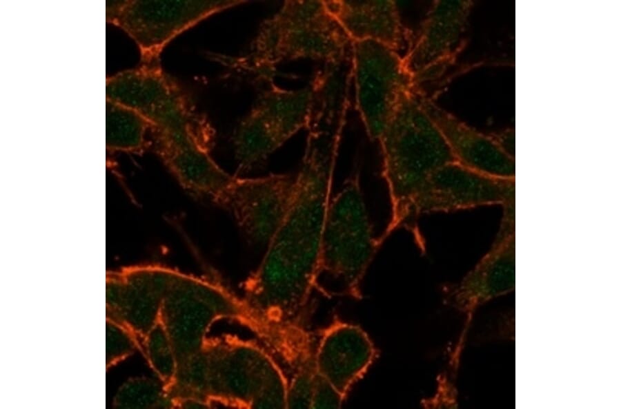 Immunofluorescence - Anti-MED22 Antibody [PCRP-MED22-2A7] (A277817) - Antibodies.com