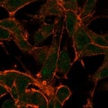 Immunofluorescence - Anti-MED22 Antibody [PCRP-MED22-2A7] (A277817) - Antibodies.com