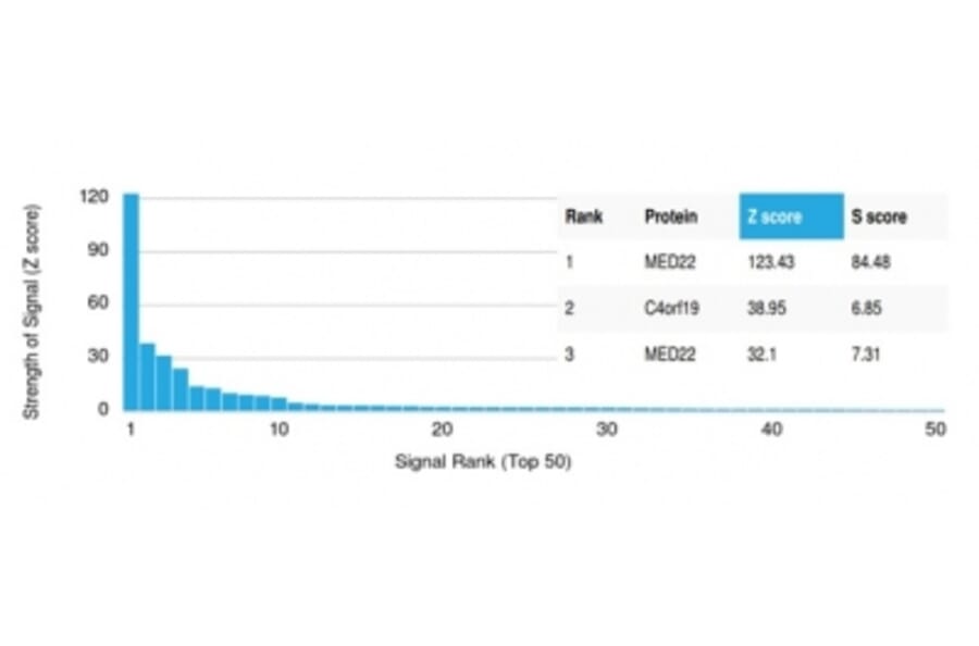 Protein Array - Anti-MED22 Antibody [PCRP-MED22-2A7] (A277817) - Antibodies.com