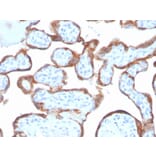 Immunohistochemistry - Anti-TIMP2 Antibody [TIMP2/4477] (A277821) - Antibodies.com