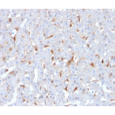 Immunohistochemistry - Anti-C1QB Antibody [C1QB/2962] (A277822) - Antibodies.com