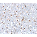 Immunohistochemistry - Anti-C1QB Antibody [C1QB/2962] (A277822) - Antibodies.com
