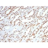 Immunohistochemistry - Anti-Ku80 Antibody [XRCC5/7315] (A277824) - Antibodies.com